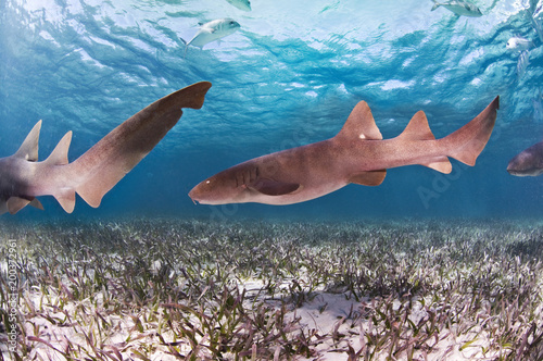 Scuba diving with nurse shark at Shark and ray, Hol Chan marine reserve , Ambergris caye, Belize