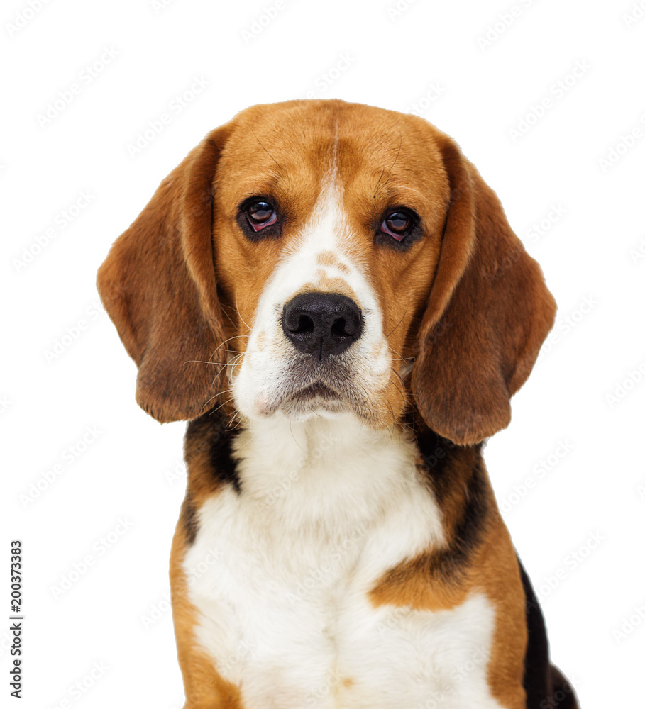beagle dog on a white background