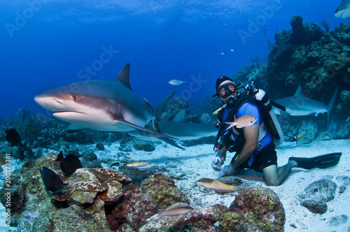 Diver  with Caribbean Reef Shark (Carcharhinus perezi), Roatan,  Honduras, Center America photo