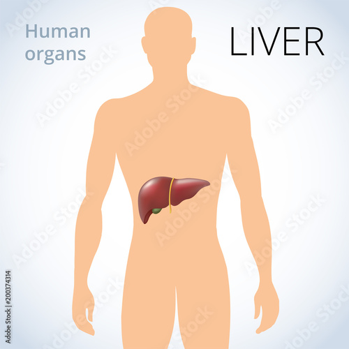 the location of the liver in the body, the human digestive system
