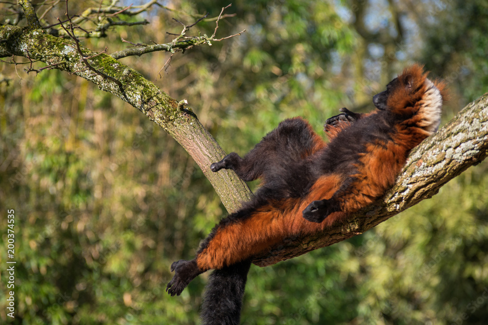 Fototapeta premium Brown Maki Lemur Monkey Chilling In The Sun On A Tree