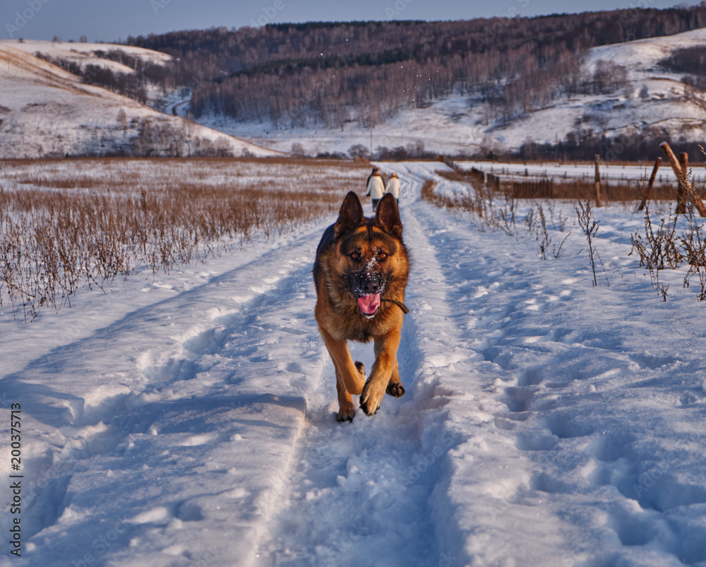 German shepherd runs towards the camera in winter