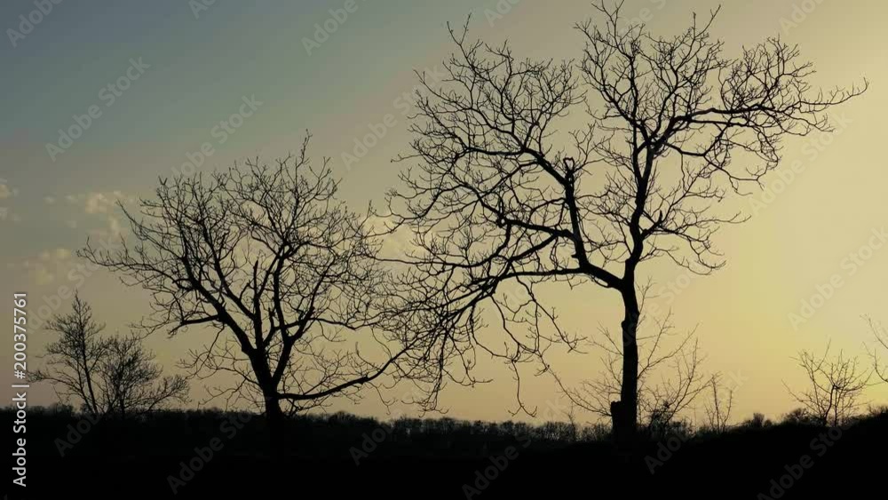 Silhouette of some trees at sunset time Silhouette of some trees at sunset time