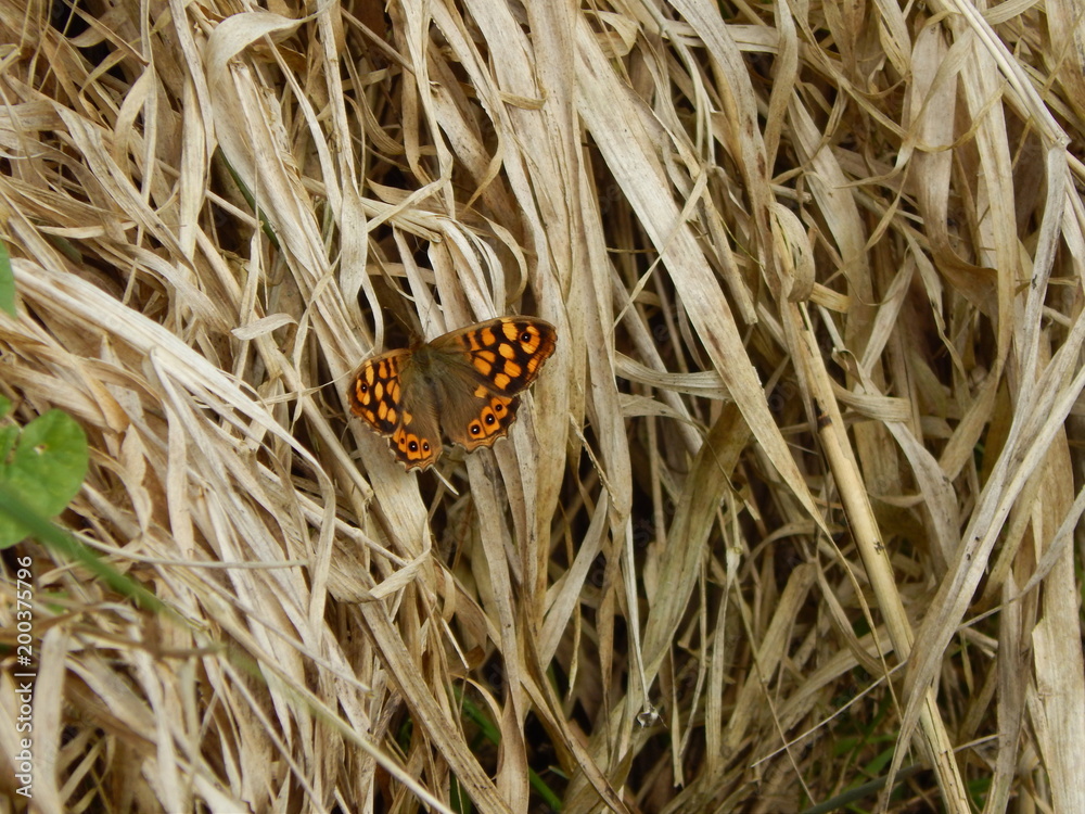 Le Tircis Stock Photo Adobe Stock