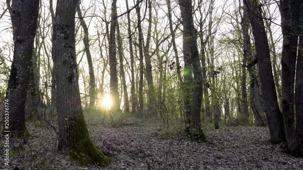Sunset light in forest between trees Sunset light in forest between trees