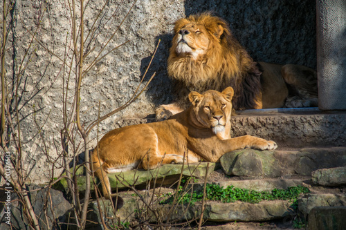 Two Zoo Lions Chilling On A Stone in the sun