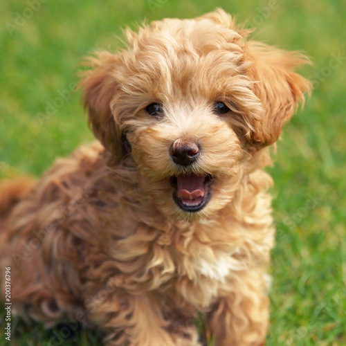 female bollipoo puppy, Father is a Toy Poodle, Mother a Bolonka Zwetna