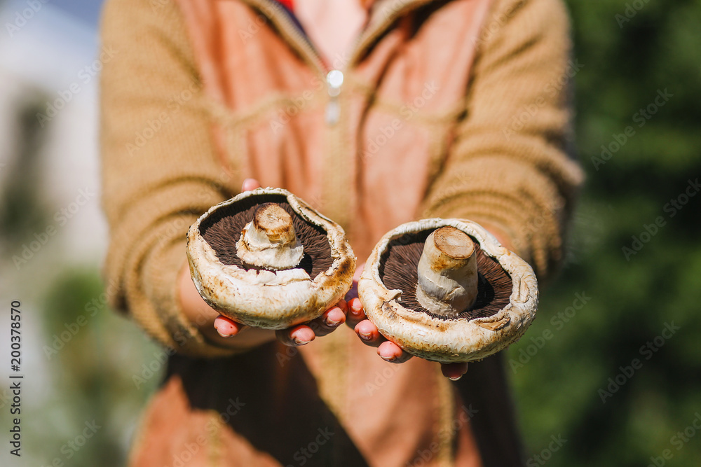 the girl is holding fresh juicy big white mushrooms the girl is holding fresh juicy big white mushrooms