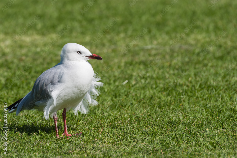 A seagull with wind ruffled feathers on a lawn A seagull with wind ruffled feathers on a lawn