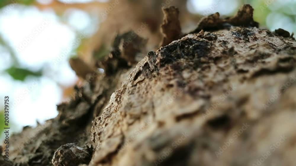 Extreme close-up of Pterocarpus macrocarpus also known as Burma padauk tree.