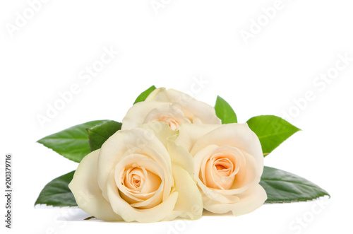 Beauty bouquet from white roses lies isolated on white background