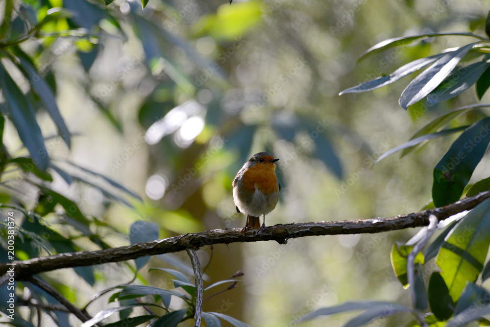 Robin 0001 Robin 0001
