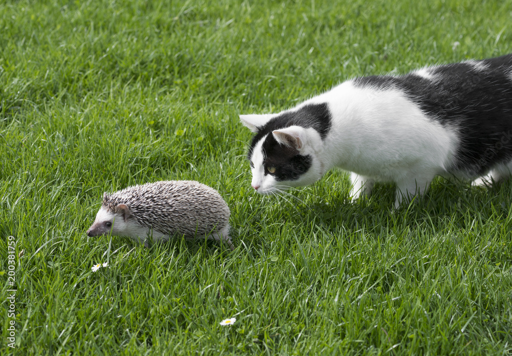 Four-toed Hedgehog (African pygmy hedgehog) - Atelerix albiventris and cat in the garden