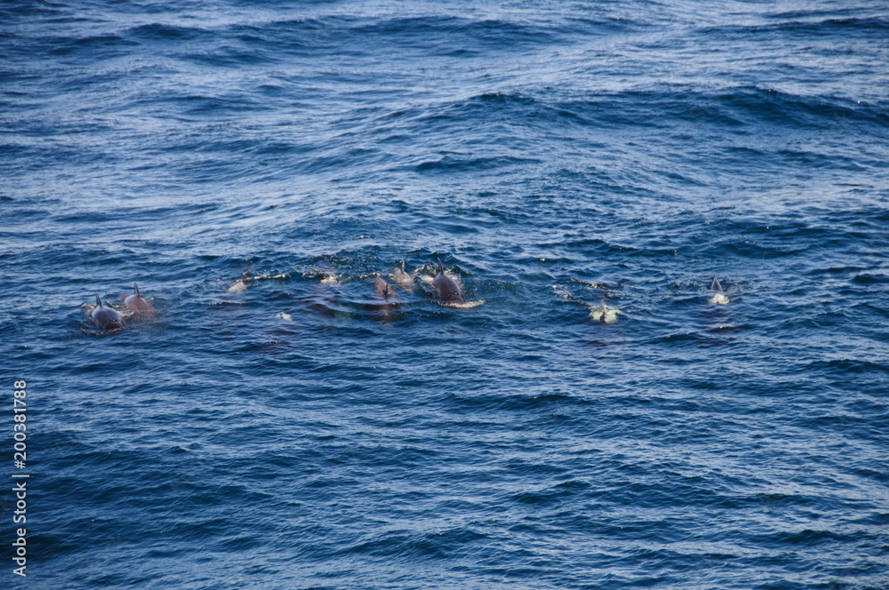Naklejka premium Long-finned Pilot Whales