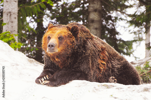 Grizzly bear at winter time.