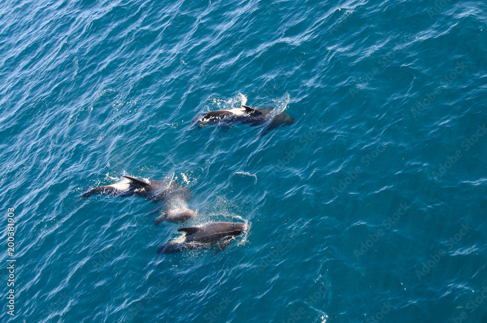 Obraz premium Long-finned Pilot Whales