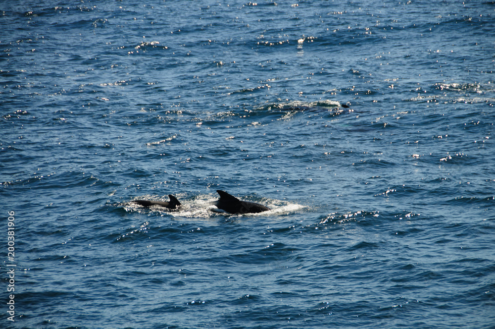 Fototapeta premium Long-finned Pilot Whales
