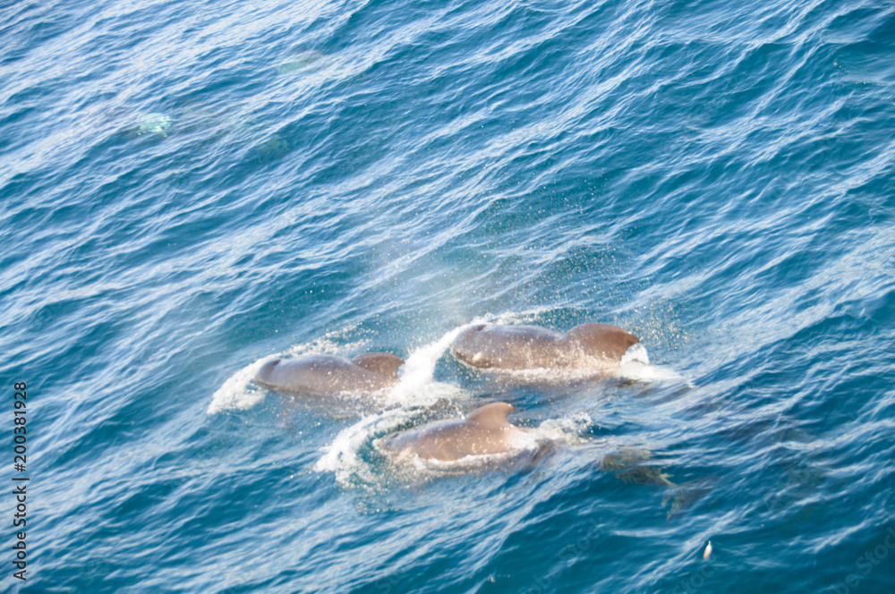 Fototapeta premium Long-finned Pilot Whales