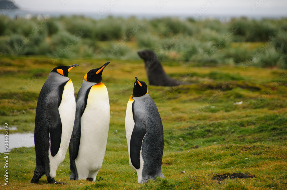 Fototapeta premium King Penguins on Salisbury plains