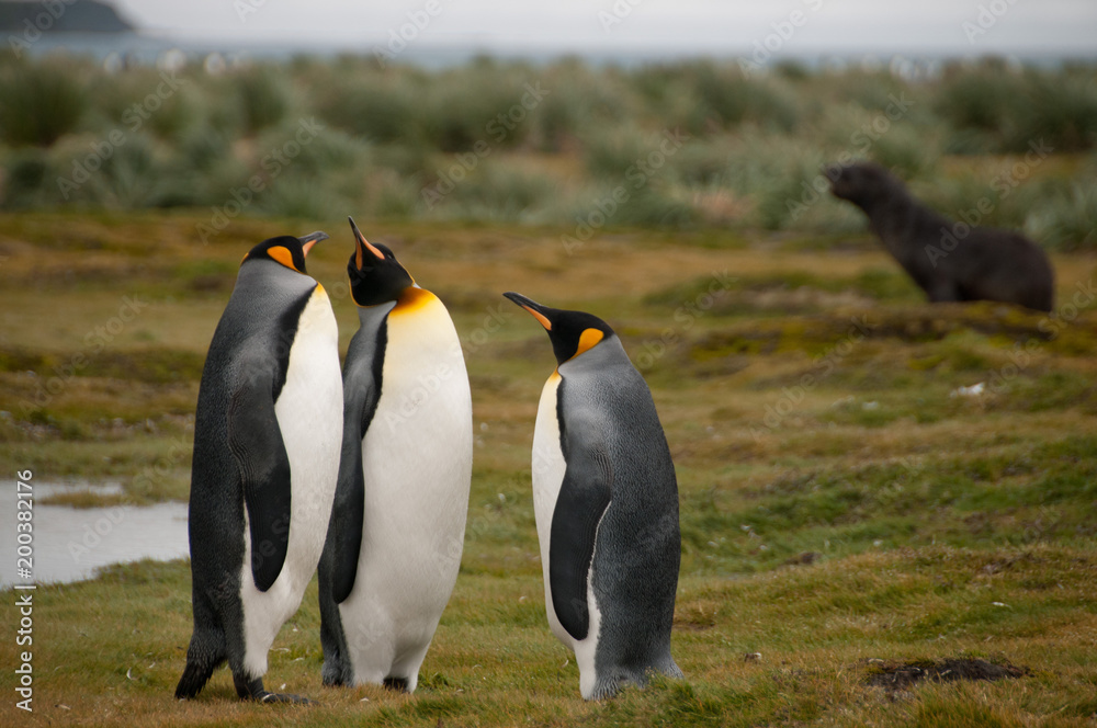 Fototapeta premium King Penguins on Salisbury plains