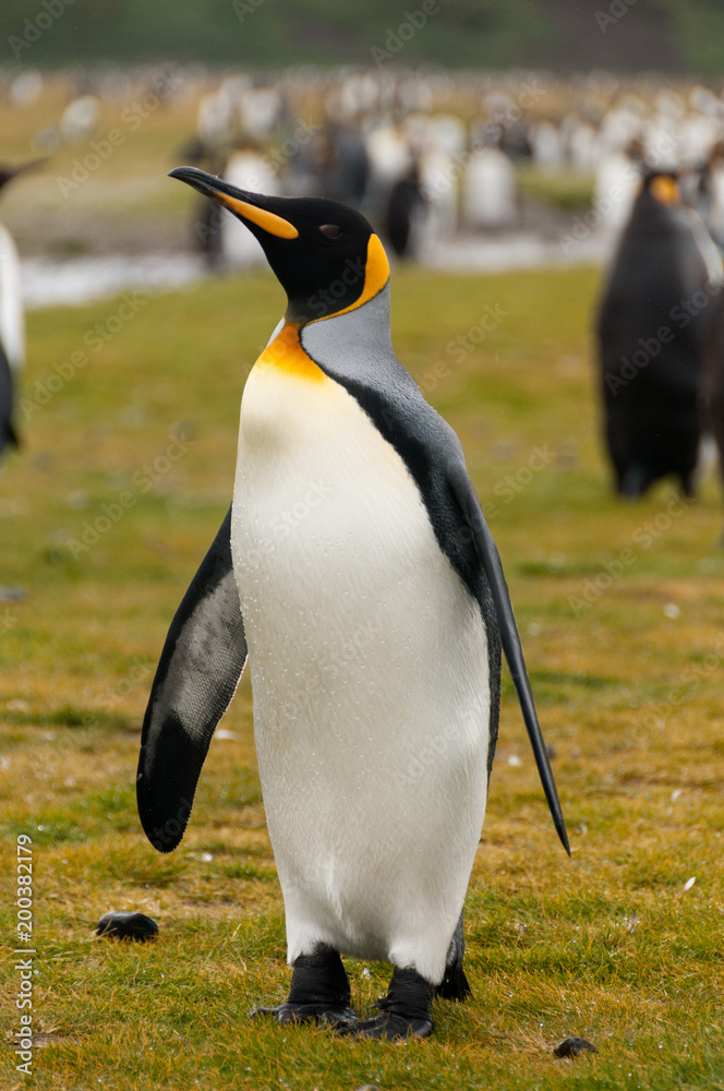 Fototapeta premium King Penguins on Salisbury plains