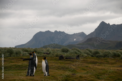 King Penguins on Salisbury plains