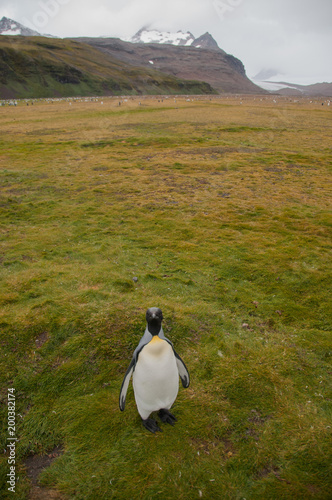 King Penguins on Salisbury plains