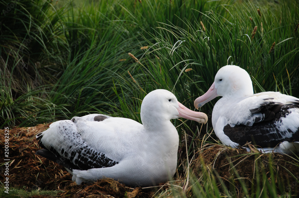 Obraz premium Wandering Albatross Couple