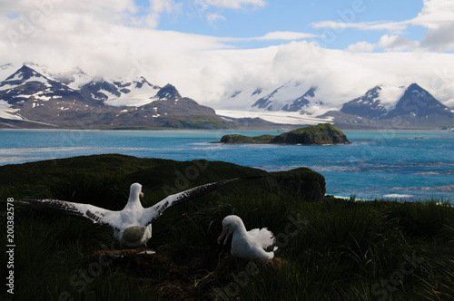 Wandering Albatross Couple raising wings.