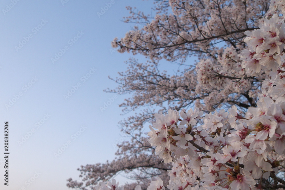 夕映えの桜 - Sakura - cherry blossoms at nightfall 夕映えの桜 - Sakura - cherry blossoms at nightfall
