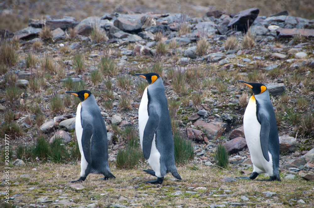 Obraz premium King Penguins Courtship Ritual at Fortuna Bay