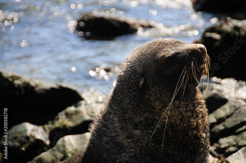 Fur Seal at Godthul photo