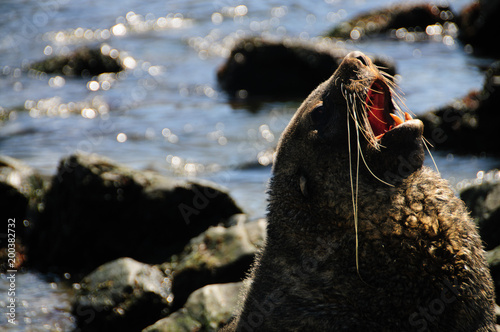 Fur Seal at Godthul © Goldilock Project