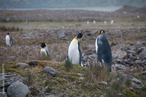 King Penguins Courtship Ritual at Fortuna Bay