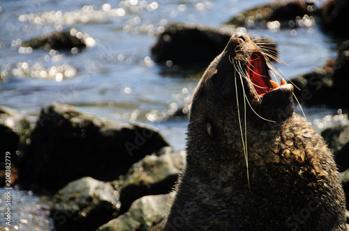 Fur Seal at Godthul photo