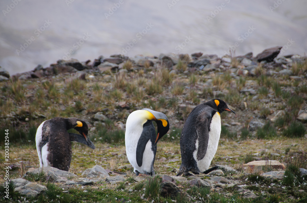 Fototapeta premium King Penguins Courtship Ritual at Fortuna Bay
