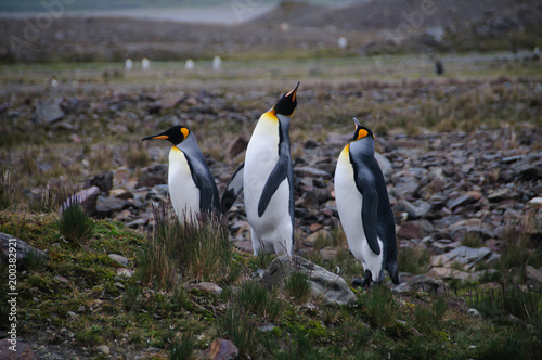 King Penguins Courtship Ritual at Fortuna Bay