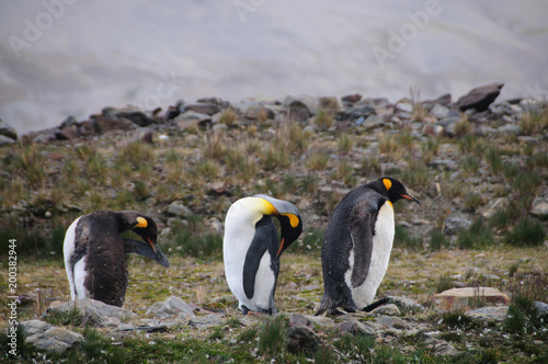 King Penguins Courtship Ritual at Fortuna Bay