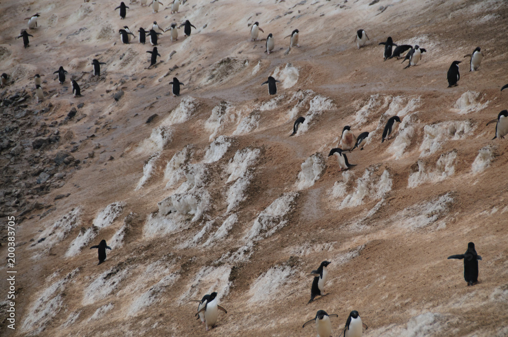 Penguin Highway on Paulet Island Penguin Highway on Paulet Island