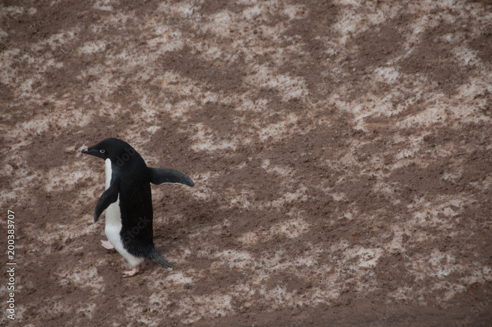 Fototapeta premium Penguin Highway on Paulet Island