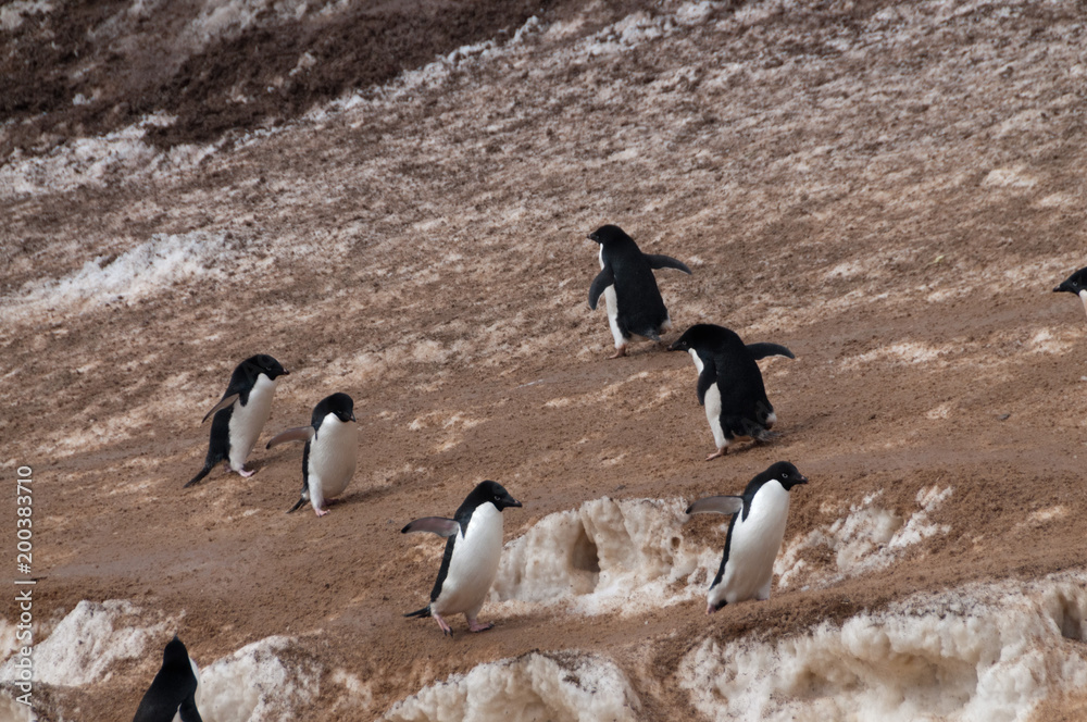 Fototapeta premium Penguin Highway on Paulet Island