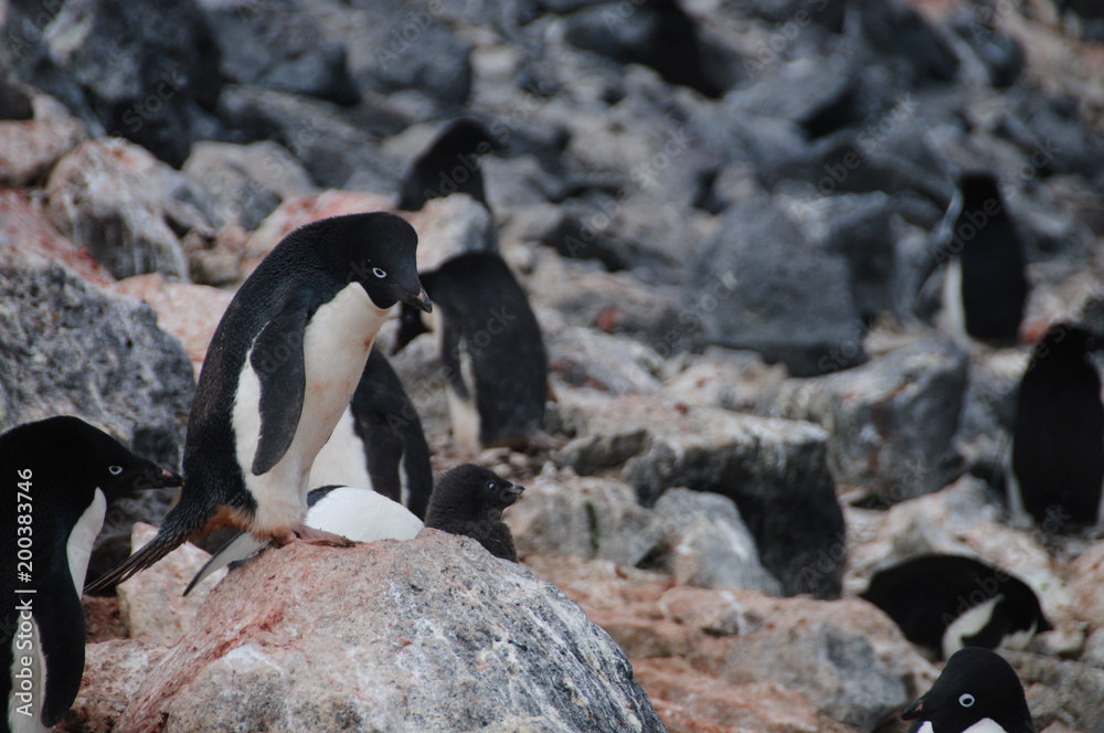 Fototapeta premium Adelie Penguins on Paulet Island