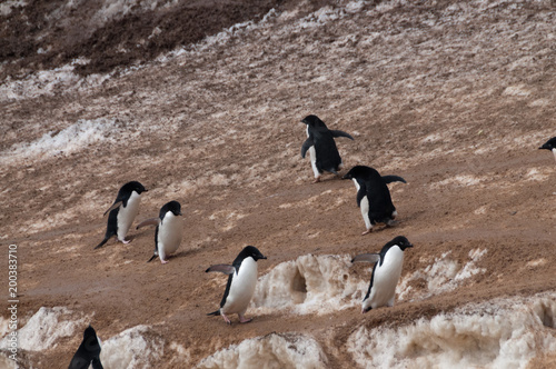 Penguin Highway on Paulet Island