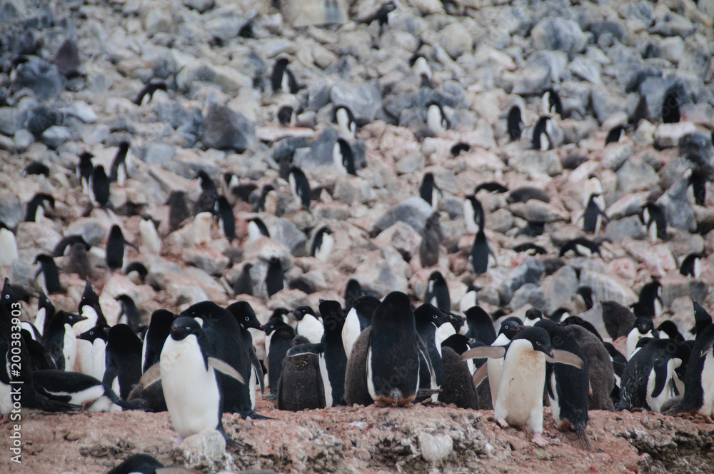 Obraz premium Adelie Penguins on Paulet Island
