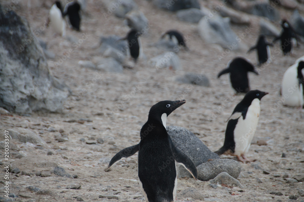 Naklejka premium Adelie Penguins on Paulet Island