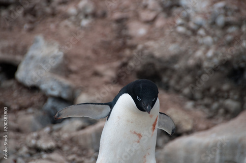 Adelie Penguins on Paulet Island photo