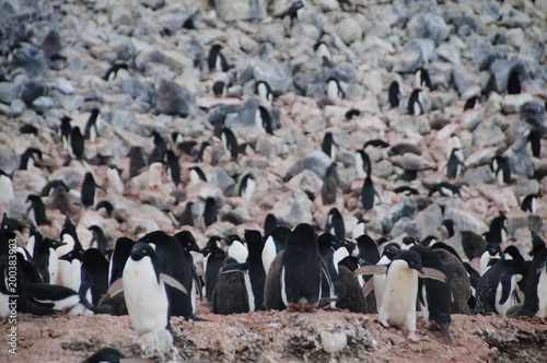 Adelie Penguins on Paulet Island