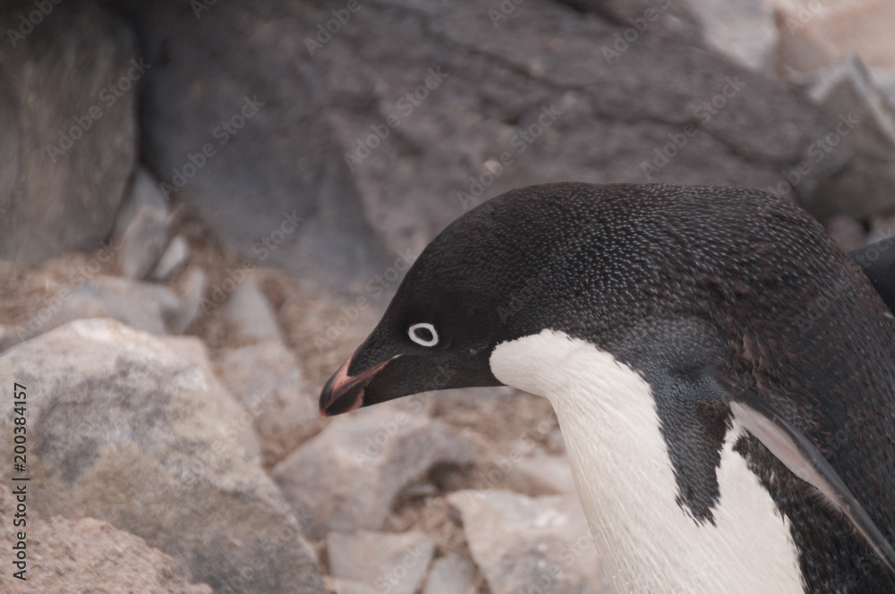 Fototapeta premium Adelie Penguins on Paulet Island
