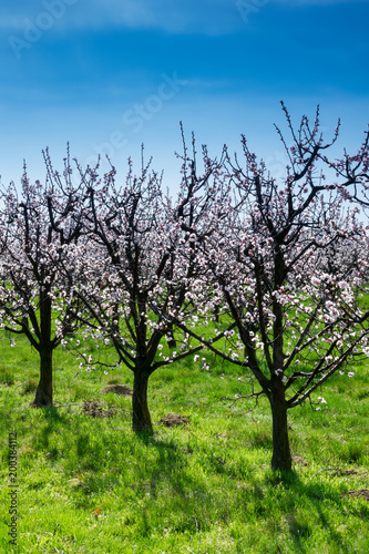 Blühende Aprikosenbäume
