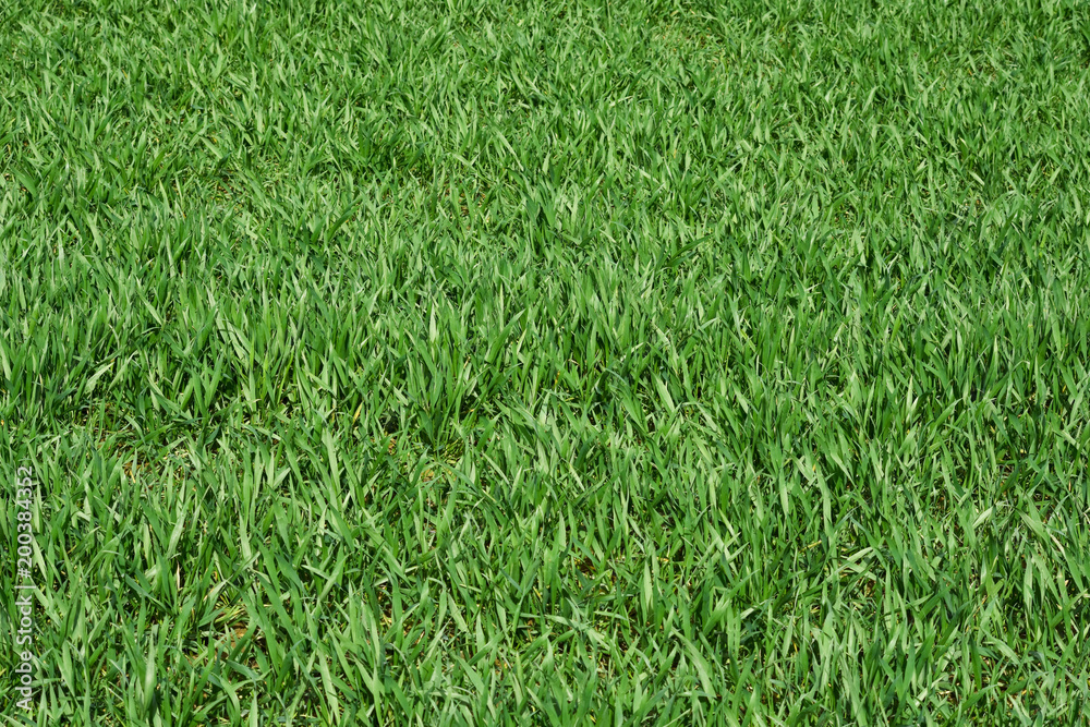 Gräser. Rasen Feld Gräser. Rasen Feld